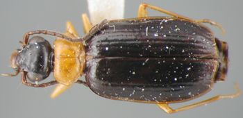Media type: image;   Entomology 19537 Aspect: habitus dorsal view